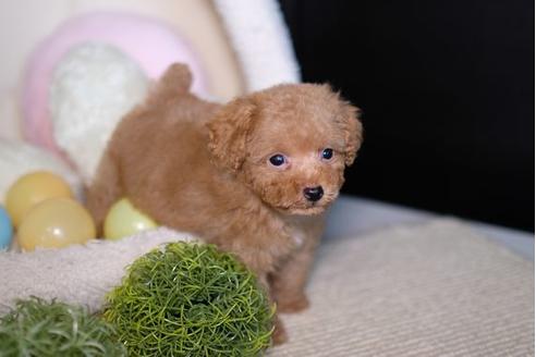 成約済の滋賀県のトイプードル-79294